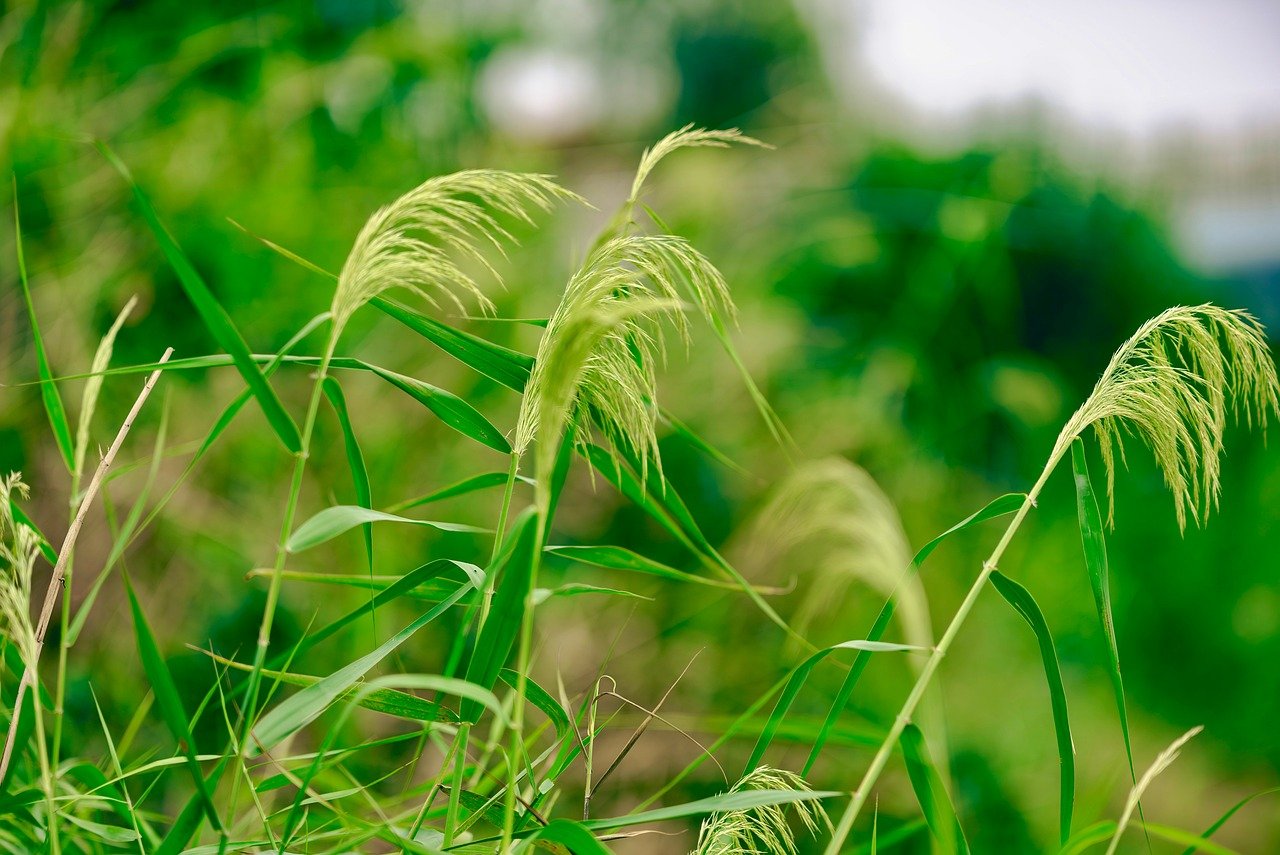 grass-9875261_1280