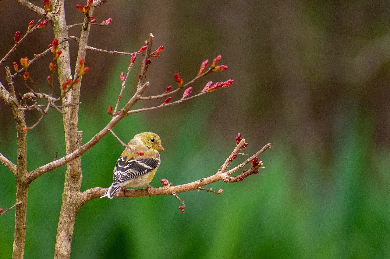 nature-9875322_1280