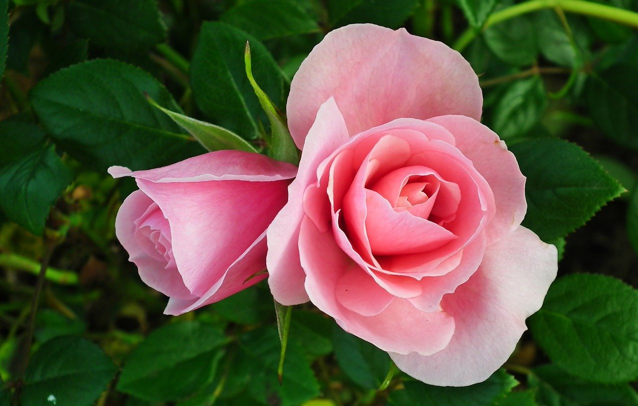 rose-9875347_1280