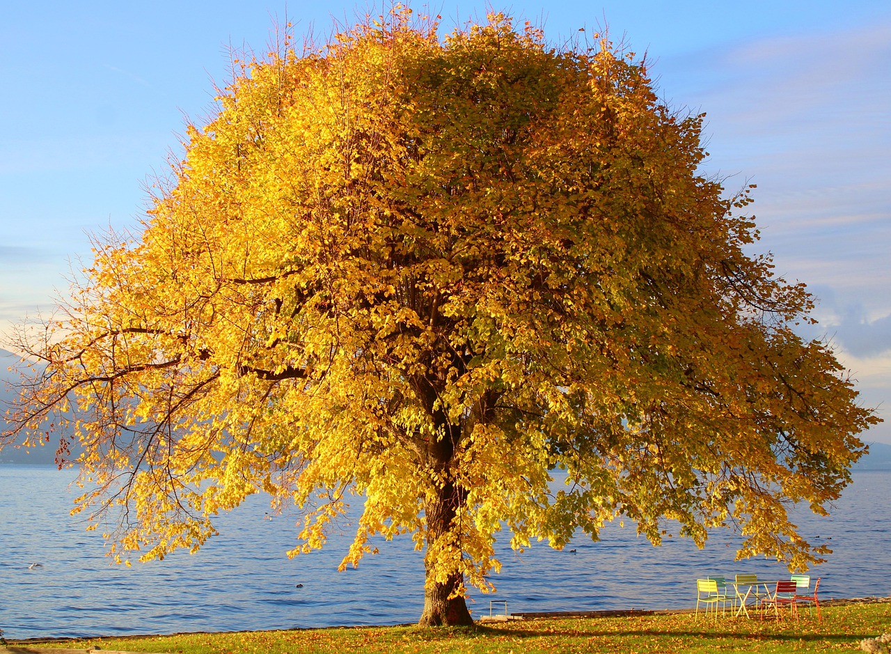 tree-7619791_1280